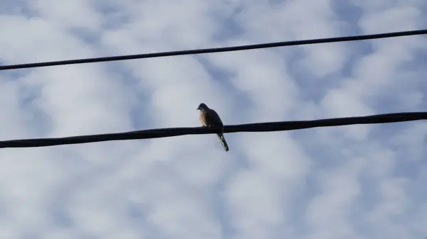 Kablolu yayında kuşun güzel görünmesi