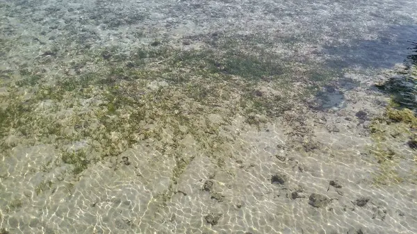 Açık deniz suyunda yeşil çimen