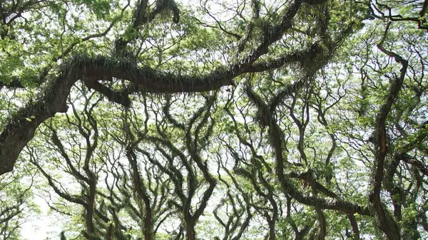 the beauty of a branched tree, green tree branches, floral