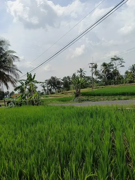 dağlarda pirinç ekimi