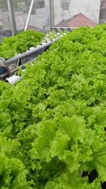 Serada taze yeşil yapraklar. Çatı bahçesinde taze ve gelişen hidrofonik bitkiler. Bahçede hidroponik marul bitkileri