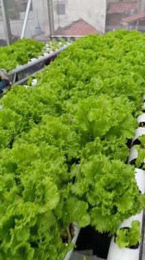 Serada taze yeşil yapraklar. Çatı bahçesinde taze ve gelişen hidrofonik bitkiler. Bahçede hidroponik marul bitkileri