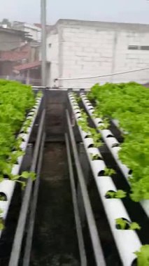 Serada taze yeşil yapraklar. Çatı bahçesinde taze ve gelişen hidrofonik bitkiler. Bahçede hidroponik marul bitkileri