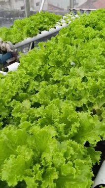 Serada taze yeşil yapraklar. Çatı bahçesinde taze ve gelişen hidrofonik bitkiler. Bahçede hidroponik marul bitkileri