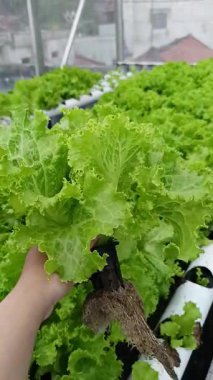 Serada taze yeşil yapraklar. Çatı bahçesinde taze ve gelişen hidrofonik bitkiler. Bahçede hidroponik marul bitkileri