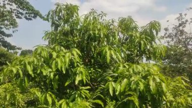 Ağaçtaki güzel yeşil yapraklar. Doğal ışık ve açık gökyüzü.