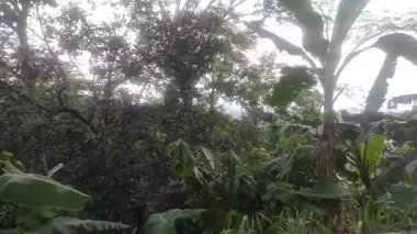 Ormandaki ağaçların güzel görünümü