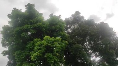 Ağaçların yeşil yapraklarındaki rüzgar ve bulutlu beyaz gökyüzü