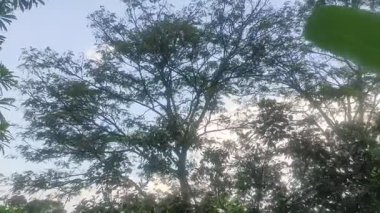 Ormandaki ağaçların güzel görünümü