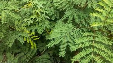 Doğal ışıkla aydınlatılmış canlı bitki yaşamı ile yemyeşil yeşillik.