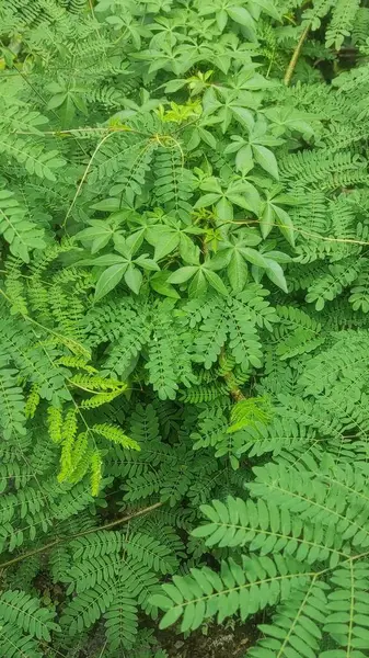 Doğal ışıkla aydınlatılmış canlı bitki yaşamı ile yemyeşil yeşillik.