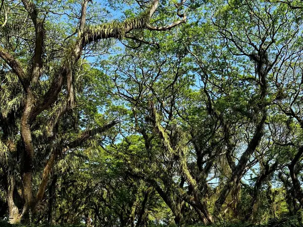 Ağaçların arasından süzülen güneş ışığıyla yemyeşil orman