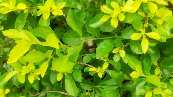 Bahçedeki yemyeşil ve sarı yaprakların yakın çekimi.