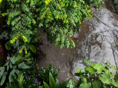 Bahçedeki güzel tropik bitkiler