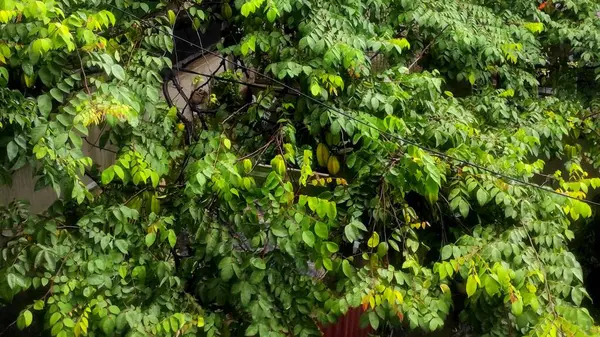 Parlak yeşil yapraklı yemyeşil bir yıldız meyvesi ağacının yakın plan çekimi..