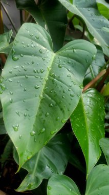 Bahçedeki tropik bitkilerin yeşil yaprakları