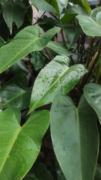 Bahçedeki tropik bitkilerin yeşil yaprakları
