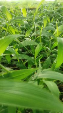 Parlak yeşil çimenlerin güzelliği Sabah çiğ damlaları ve hafif bir esinti.