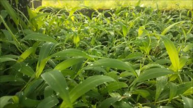 Parlak yeşil çimenlerin güzelliği Sabah çiğ damlaları ve hafif bir esinti.