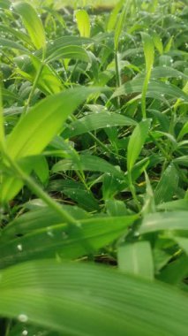 Parlak yeşil çimenlerin güzelliği Sabah çiğ damlaları ve hafif bir esinti.