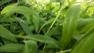 Parlak yeşil çimenlerin güzelliği Sabah çiğ damlaları ve hafif bir esinti.