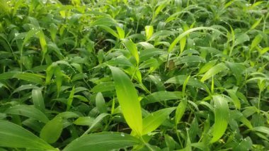 Parlak yeşil çimenlerin güzelliği Sabah çiğ damlaları ve hafif bir esinti.