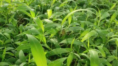 Parlak yeşil çimenlerin güzelliği Sabah çiğ damlaları ve hafif bir esinti.