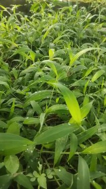 Parlak yeşil çimenlerin güzelliği Sabah çiğ damlaları ve hafif bir esinti.