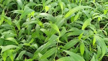 Parlak yeşil çimenlerin güzelliği Sabah çiğ damlaları ve hafif bir esinti.