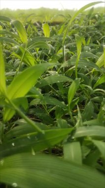 Parlak yeşil çimenlerin güzelliği Sabah çiğ damlaları ve hafif bir esinti.