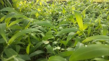 Parlak yeşil çimenlerin güzelliği Sabah çiğ damlaları ve hafif bir esinti.