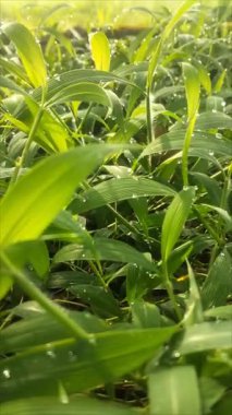 Parlak yeşil çimenlerin güzelliği Sabah çiğ damlaları ve hafif bir esinti.