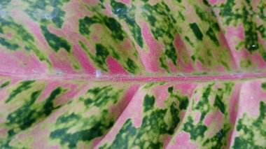 Renkli Aglaonema yaprak arkaplanının yakın planı