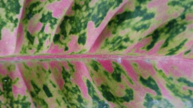 Renkli Aglaonema yaprak arkaplanının yakın planı