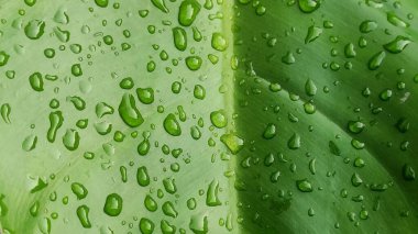 Su damlaları ile parlak yeşil yaprakların yakın plan görüntüsü, doku ve tazeliği gösterir