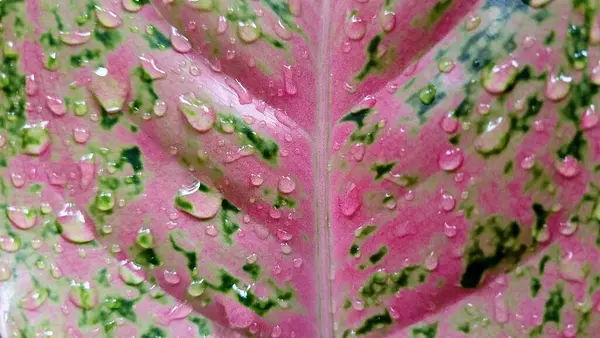 Su damlacıkları ile canlı bir Aglaonema yaprağının yakın çekimi.