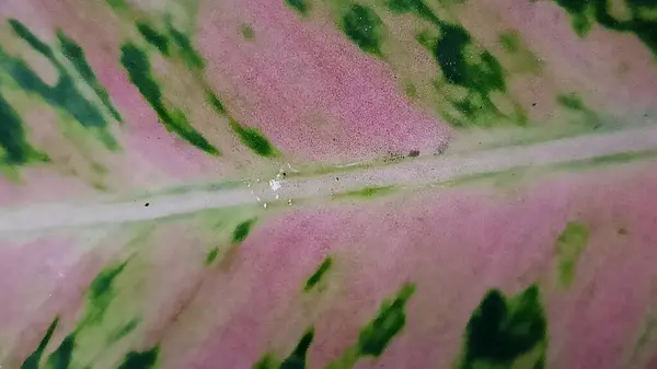 Renkli Aglaonema yaprak arkaplanının yakın planı