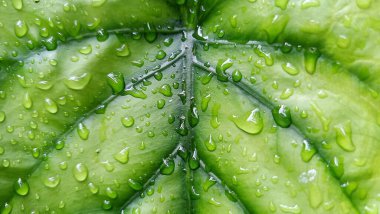 Su damlacıkları ile parlak yeşil anthurium yaprakları yakın plan, doku ve tazelik göstermektedir