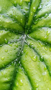 Su damlacıkları ile parlak yeşil anthurium yaprakları yakın plan, doku ve tazelik göstermektedir