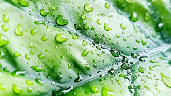 Su damlacıkları ile parlak yeşil anthurium yaprakları yakın plan, doku ve tazelik göstermektedir