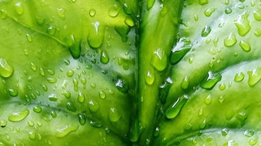 Su damlacıkları ile parlak yeşil anthurium yaprakları yakın plan, doku ve tazelik göstermektedir