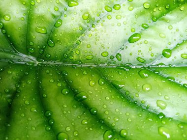 Su damlacıkları ile parlak yeşil anthurium yaprakları yakın plan, doku ve tazelik göstermektedir