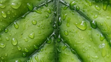 Su damlacıkları ile parlak yeşil anthurium yaprakları yakın plan, doku ve tazelik göstermektedir