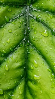 Su damlacıkları ile parlak yeşil anthurium yaprakları yakın plan, doku ve tazelik göstermektedir