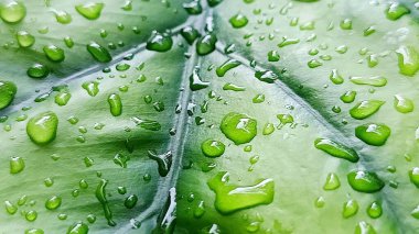 Su damlacıkları ile parlak yeşil anthurium yaprakları yakın plan, doku ve tazelik göstermektedir