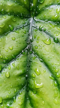 Su damlacıkları ile parlak yeşil anthurium yaprakları yakın plan, doku ve tazelik göstermektedir