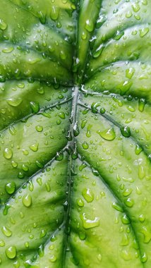 Su damlacıkları ile parlak yeşil anthurium yaprakları yakın plan, doku ve tazelik göstermektedir