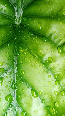 Su damlacıkları ile parlak yeşil anthurium yaprakları yakın plan, doku ve tazelik göstermektedir