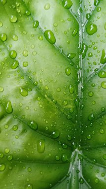 Su damlacıkları ile parlak yeşil anthurium yaprakları yakın plan, doku ve tazelik göstermektedir