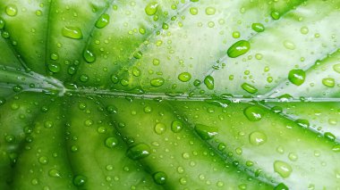 Su damlacıkları ile parlak yeşil anthurium yaprakları yakın plan, doku ve tazelik göstermektedir